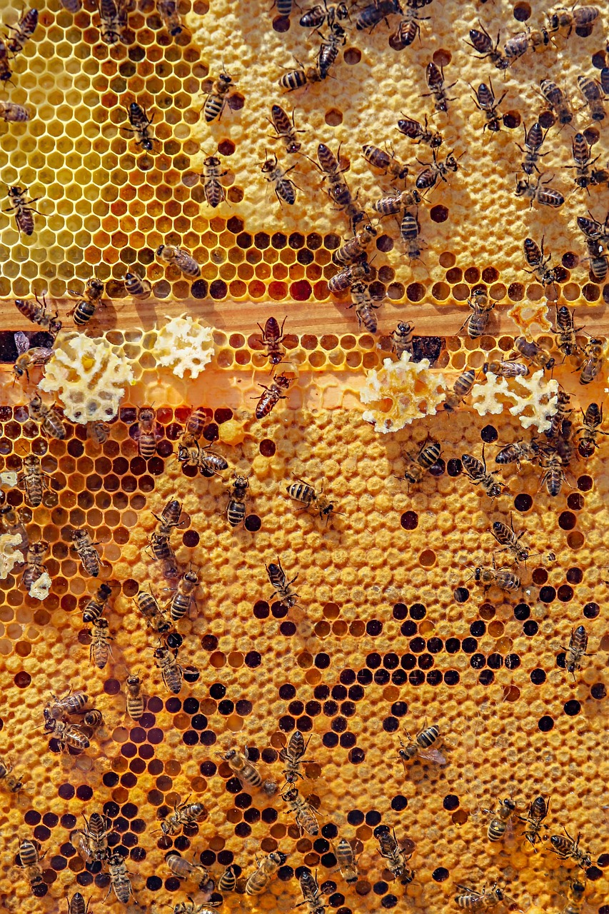 Bees working on golden honeycomb, a symbol of preservation