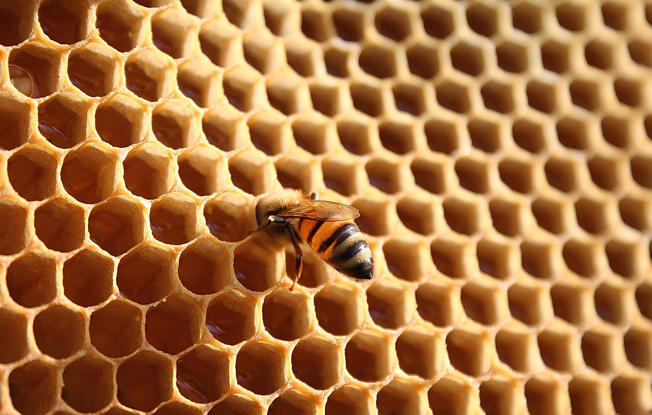 Honeycomb representing preservation and legacy